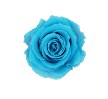 Wholesale Preserved Roses | le jardin infini | Coupon Code VIP10– Le ...