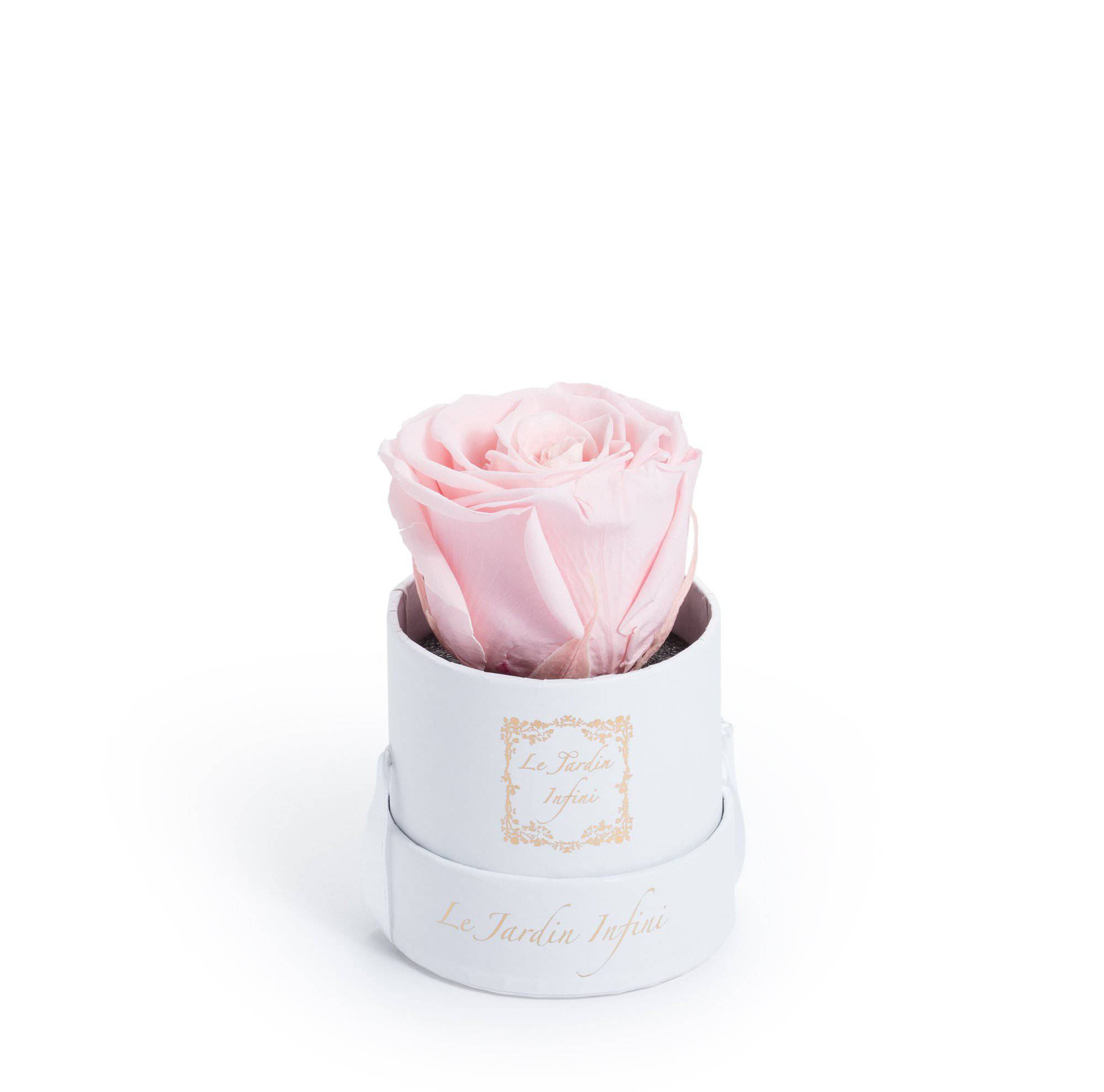 Rose du Désert à fleur Blanche – 36 mois – pot de 15cm – Supermarché.mg